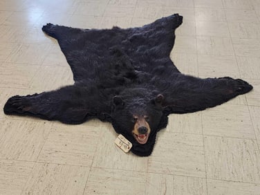 Black Bear Rug Taxidermy