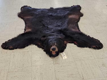 Black Bear Rug Taxidermy