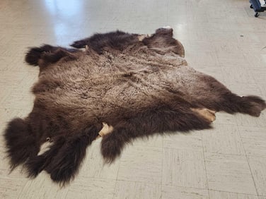 Soft Tanned American Bison Buffalo Robe Taxidermy