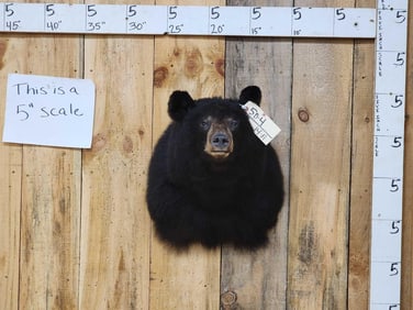 Black Bear Shoulder Mount Taxidermy
