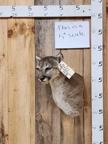Mountain Lion Cougar Shoulder Mount Taxidermy