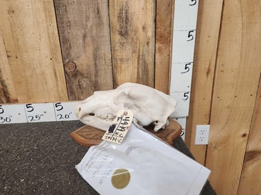 Russian Brown Bear Skull Taxidermy