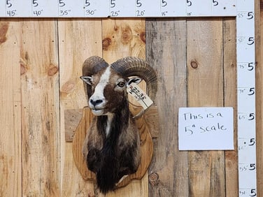 Painted Desert Cross Ram Sheep Shoulder Mount Taxidermy