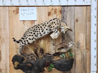 African Serval Cat Pouncing On A Bird Taxidermy