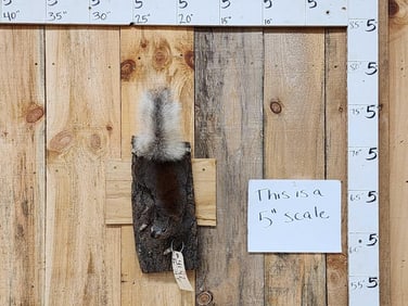 Kaibab Squirrel Full Body Taxidermy Mount