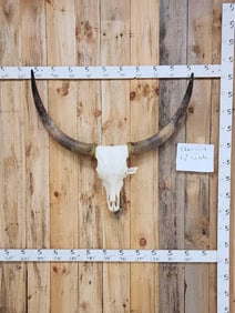 Big Watusi Steer Skull Taxidermy