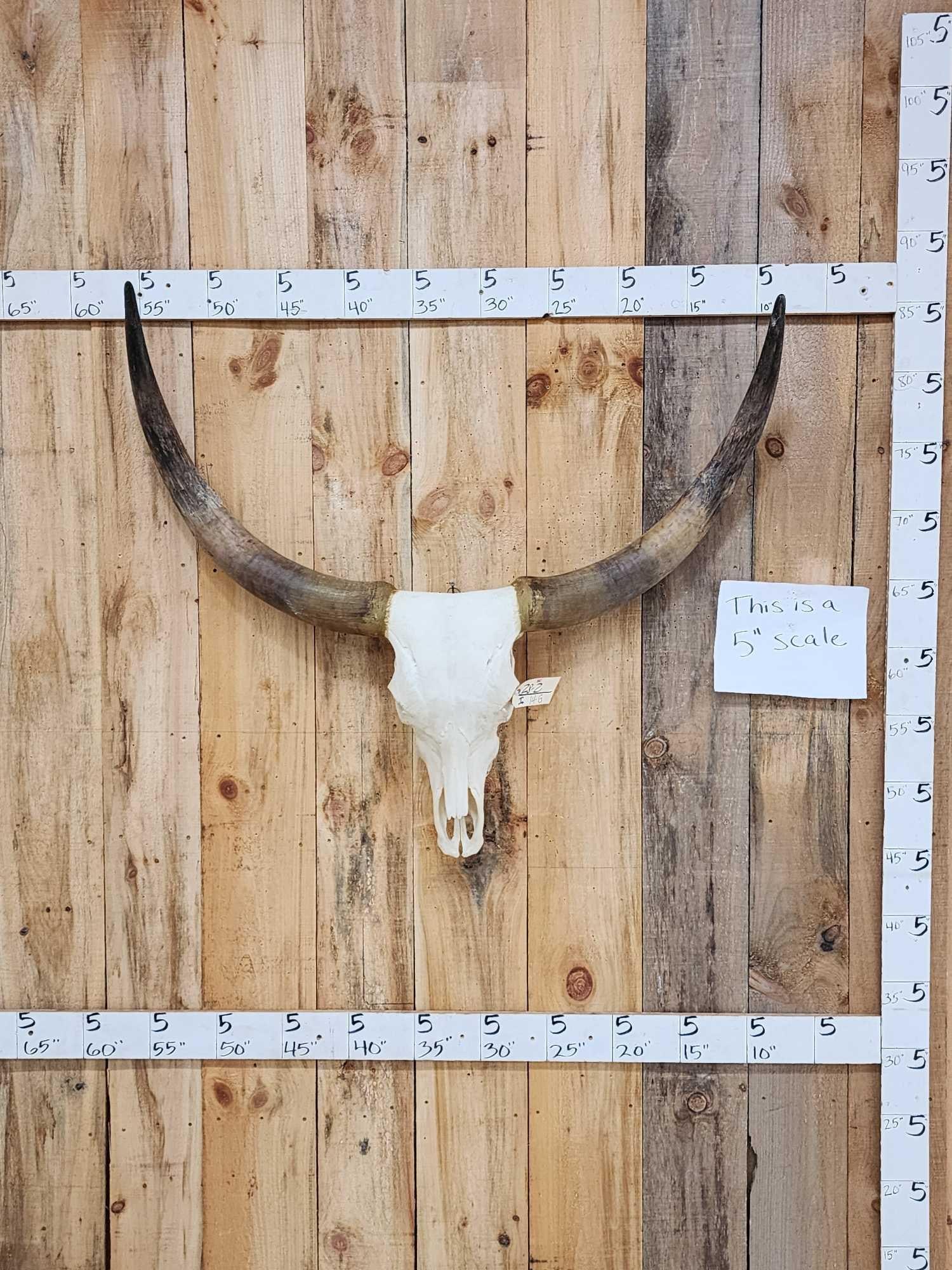 Big Watusi Steer Skull Taxidermy (1 of 3)
