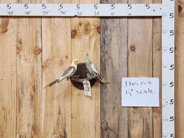 Pair Of Cockatiels Full Body Bird Taxidermy