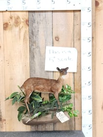 African Suni Antelope Full Body Taxidermy Mount
