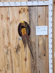 Red Golden Pheasant Full Body Bird Taxidermy