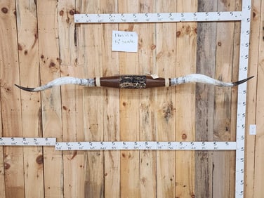 92" Mounted Texas Longhorns Taxidermy