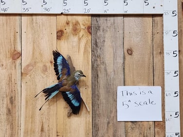 European Roller Full Body Bird Taxidermy
