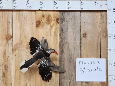 Southern Red Billed Hornbill In Flight Bird Taxidermy