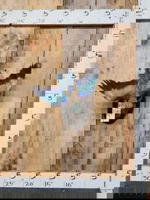 European Roller In Flight Full Body Bird Taxidermy