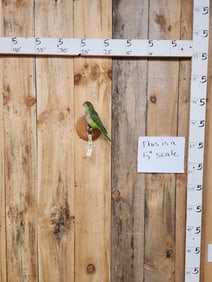 Monk Parrot Full Body Bird Taxidermy