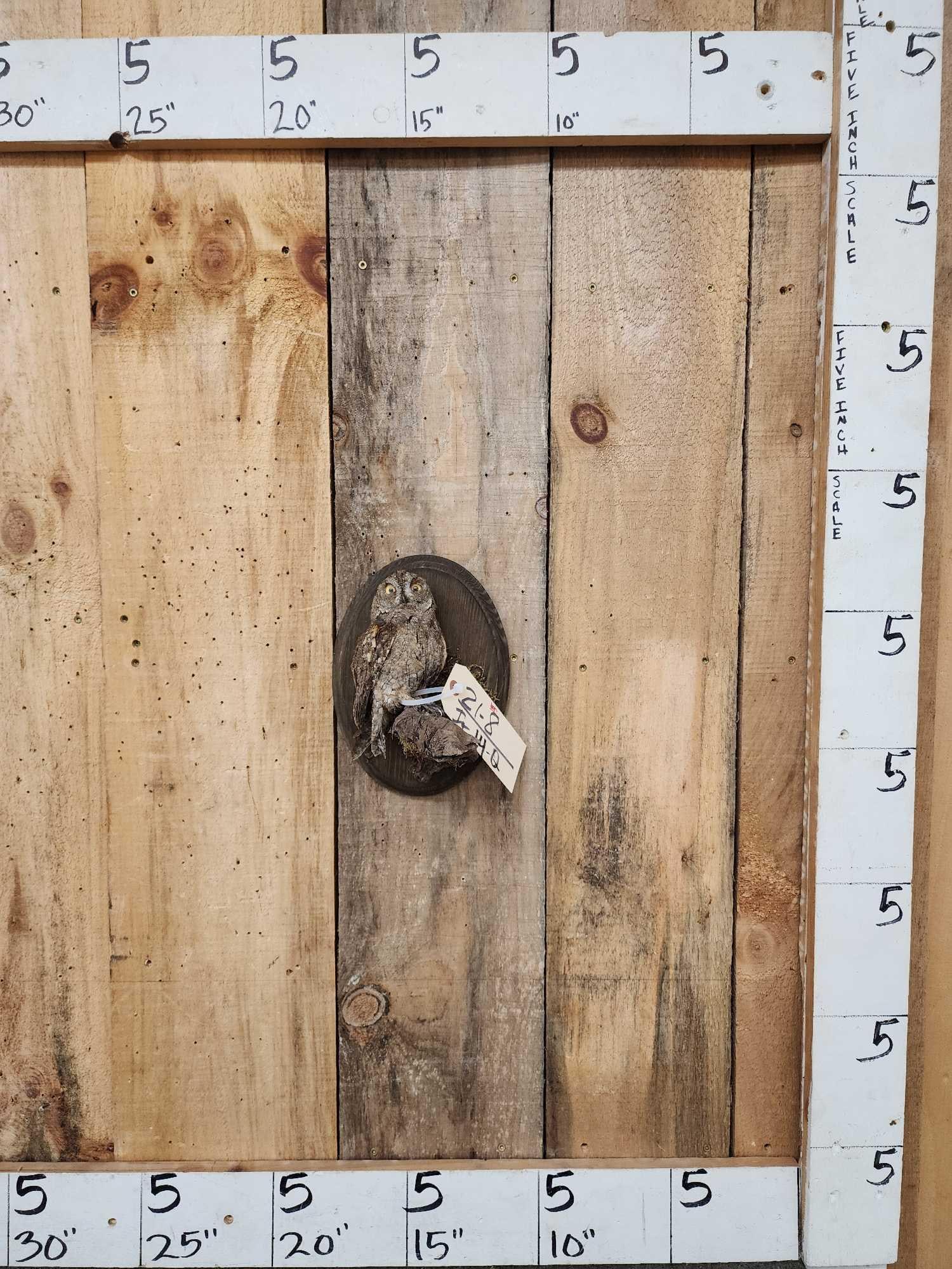 Eurasian Scops Owl Full Body Bird Taxidermy (1 of 4)