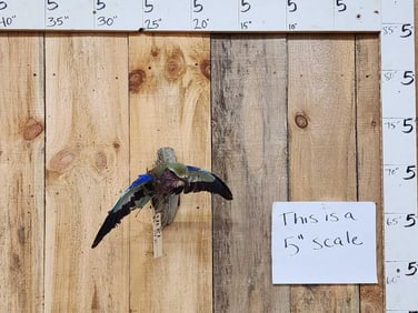 Lilac Breasted Roller In Flight Bird Taxidermy