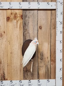 Little Corella Cockatoo Full Body Bird Taxidermy