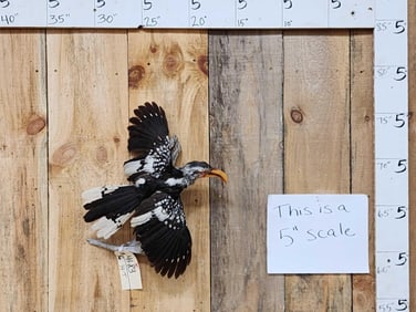 Southern Red Billed Hornbill In Flight Bird Taxidermy