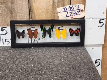 Frame Of 5 Beautiful Butterflies Taxidermy