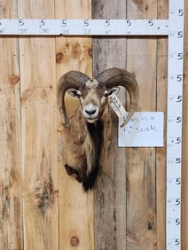 BIG Red Sheep Shoulder Mount Taxidermy