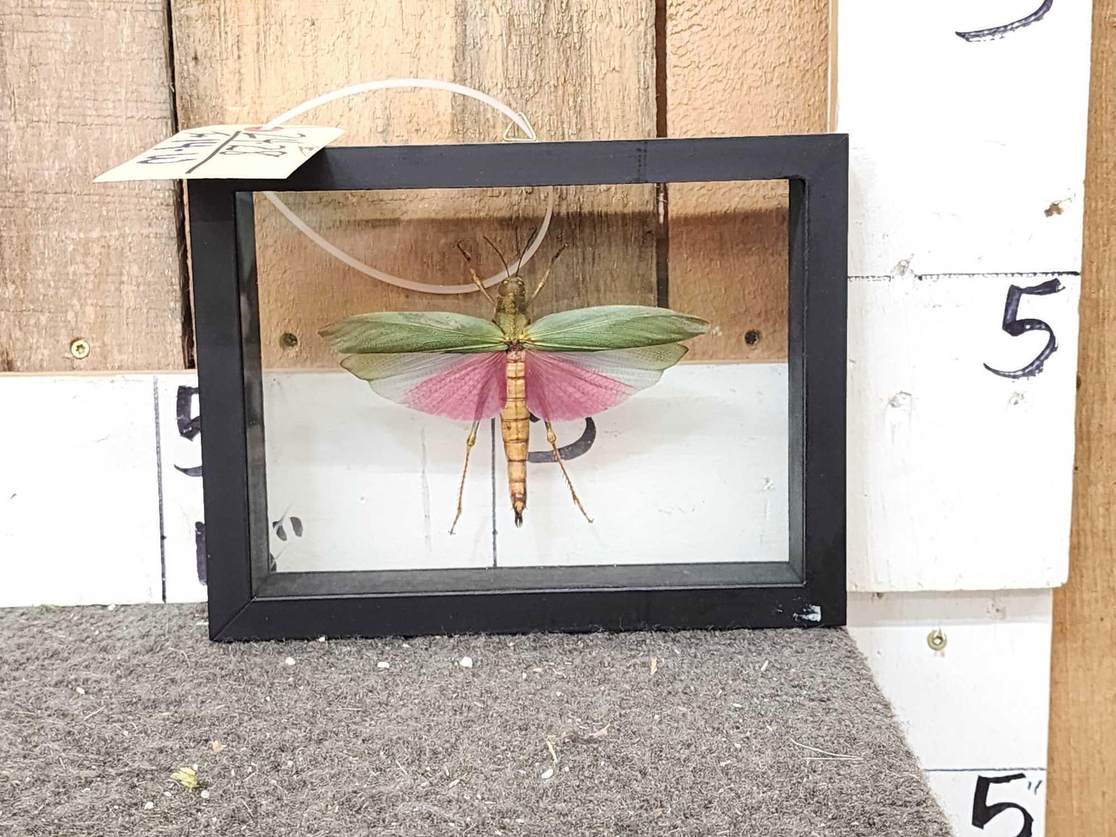 Titanacris Grasshopper In Frame Taxidermy (1 of 5)