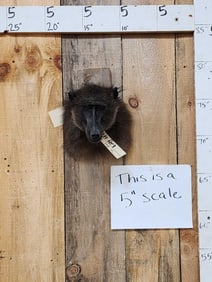 Baboon Shoulder Mount Taxidermy