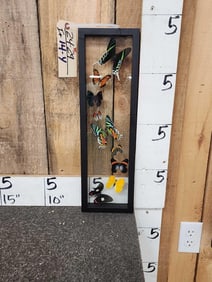 Frame of 9 Beautiful Butterflies Taxidermy