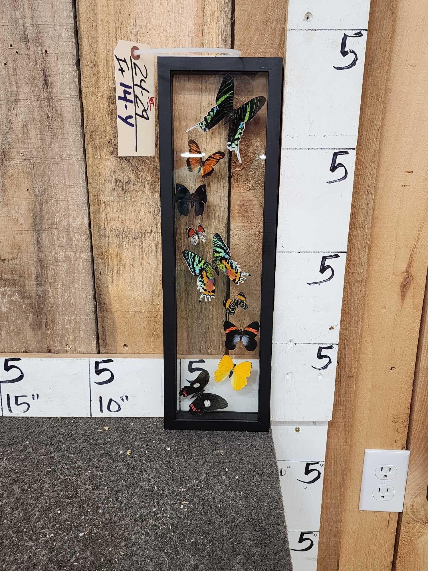 Frame of 9 Beautiful Butterflies Taxidermy: 24.29 Awesome colors freshly mounted can be a table top or wall hanging display