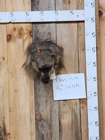 African Chakma Baboon Shoulder Mount Taxidermy