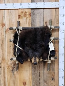 Black Bear Pack Out Backpack Taxidermy Mount