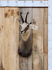 Alpine Chamois Shoulder Mount Taxidermy