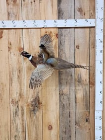 Cowboy Squirrel Riding A Flying Pheasant Taxidermy