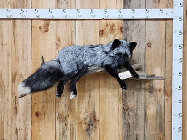 Silver Ranch Fox Full Body Taxidermy Mount