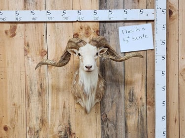 Painted Desert Cross Ram Sheep Shoulder Mount Taxidermy