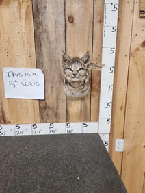 Extra Nice Bobcat Shoulder Mount Taxidermy