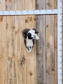 Painted Desert Cross Ram Sheep Shoulder Mount Taxidermy