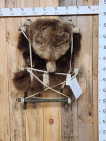 Alaskan Brown Bear Pack Out Backpack Taxidermy Mount
