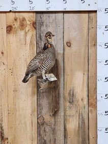 Prairie Chicken Full Body Bird Taxidermy