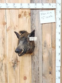 Wild Boar Hog Shoulder Mount Taxidermy