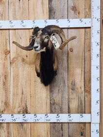 Mouflon Ram Sheep Shoulder Mount Taxidermy