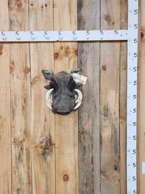 African Warthog Shoulder Mount Taxidermy