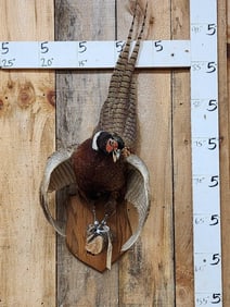 Rooster Pheasant In Full Strut Bird Taxidermy