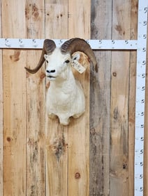 Fannin Sheep Shoulder Mount Taxidermy