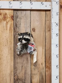 Naughty Raccoon Half Body Taxidermy Mount