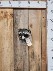 Raccoon Shoulder Mount Taxidermy