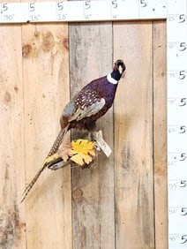 Ringneck Pheasant Full Body Bird Taxidermy