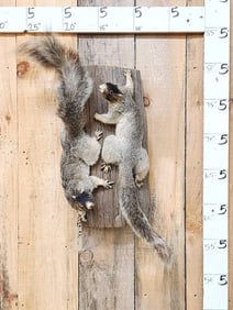 2 Southern Fox Squirrels Full Body Taxidermy Mount