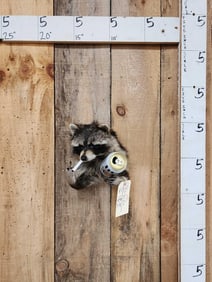 Naughty Raccoon Half Body Taxidermy Mount
