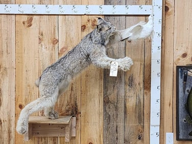 Alaskan Lynx Leaping For A Ptarmigan Full Body Taxidermy Mount